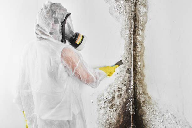 Best Professional Mold Removal  in Bolivar Peninsula, TX