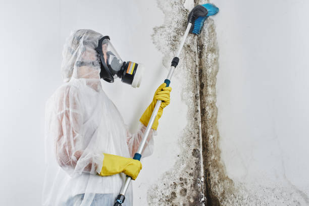 Best Office Mold Removal Services  in Bolivar Peninsula, TX