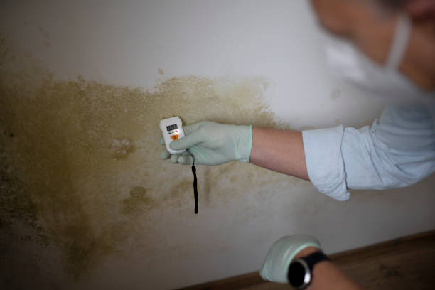 Best Residential Mold Removal  in Bolivar Peninsula, TX