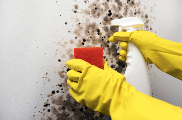 Best Emergency Mold Removal  in Bolivar Peninsula, TX