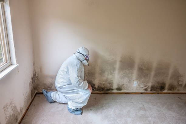 Best Mold Cleaning Services  in Bolivar Peninsula, TX